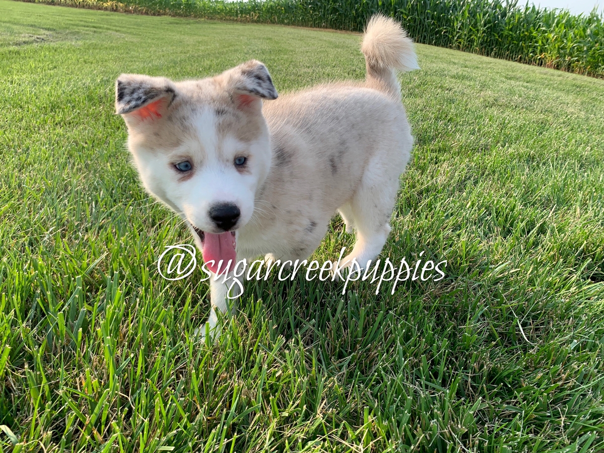 Milo